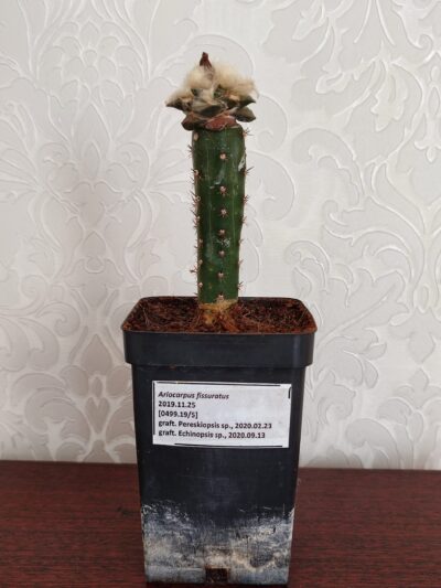 Ariocarpus fissuratus - Зображення 2