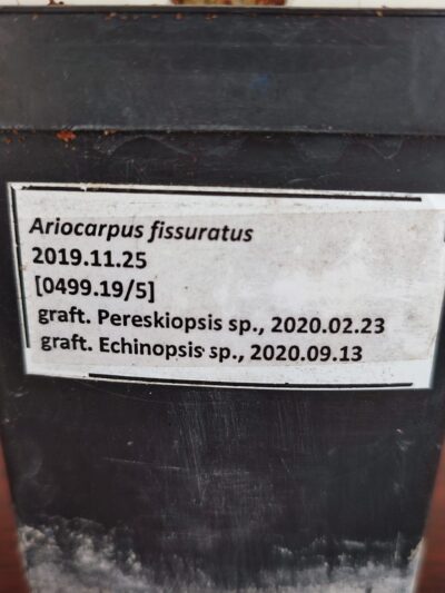 Ariocarpus fissuratus - Зображення 3
