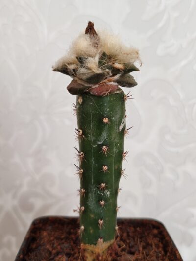 Ariocarpus fissuratus - Зображення 4