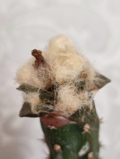 Ariocarpus fissuratus - Зображення 5