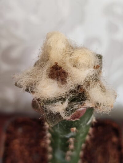 Ariocarpus fissuratus - Зображення 6