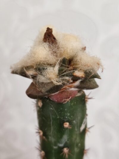 Ariocarpus fissuratus - Зображення 7