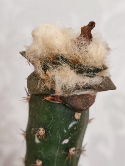 Ariocarpus fissuratus