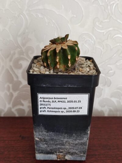 Ariocarpus bravoanus - Зображення 2