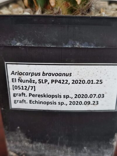 Ariocarpus bravoanus - Зображення 3