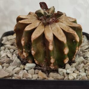 Ariocarpus bravoanus
