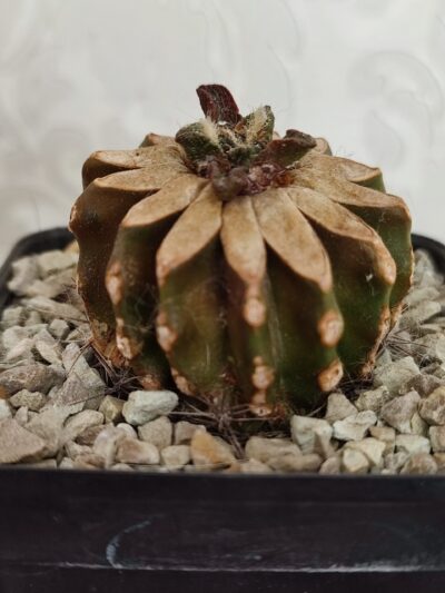 Ariocarpus bravoanus