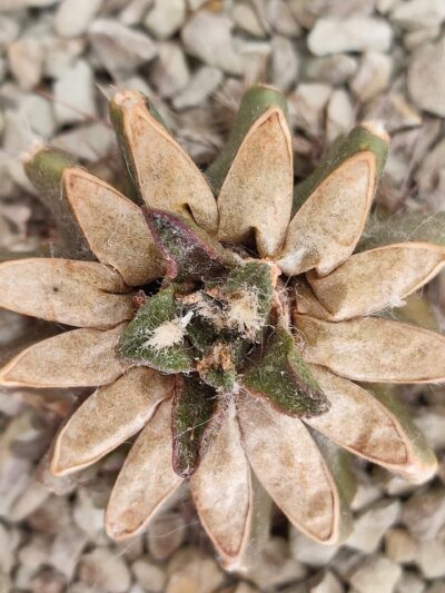 Ariocarpus bravoanus - Зображення 5