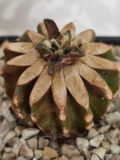 Ariocarpus bravoanus - Зображення 6