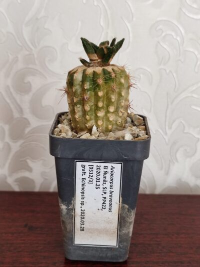 Ariocarpus bravoanus - Зображення 2