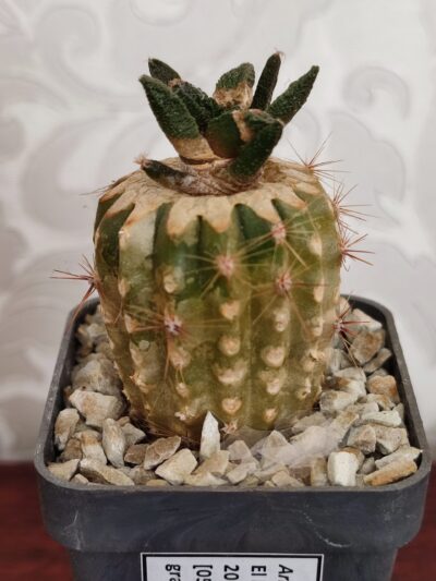 Ariocarpus bravoanus - Зображення 4