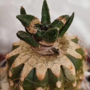 Ariocarpus bravoanus