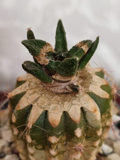 Ariocarpus bravoanus