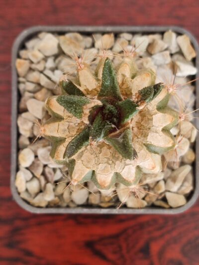 Ariocarpus bravoanus - Зображення 6