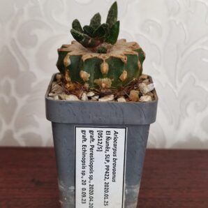 Ariocarpus bravoanus