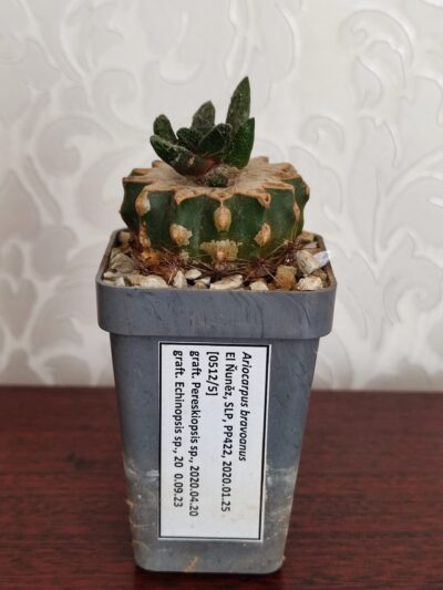 Ariocarpus bravoanus