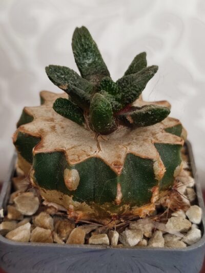 Ariocarpus bravoanus - Зображення 4