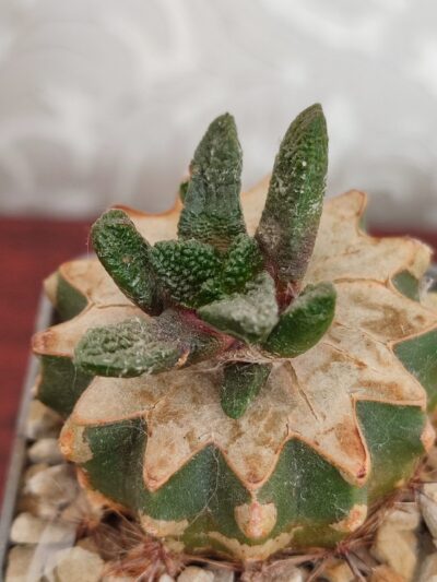 Ariocarpus bravoanus - Зображення 5