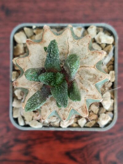 Ariocarpus bravoanus - Зображення 6