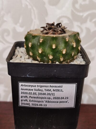 Ariocarpus trigonus horacekii - Зображення 2