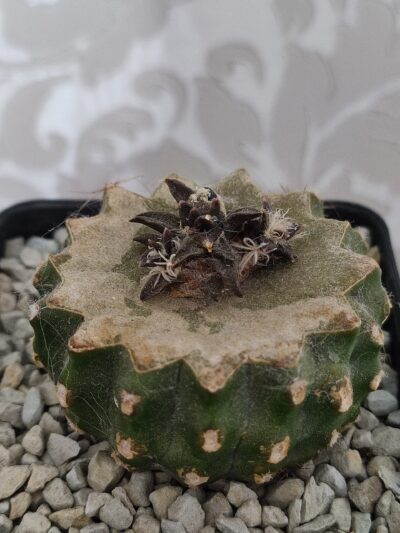 Ariocarpus trigonus horacekii - Зображення 3