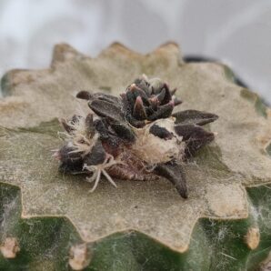 Ariocarpus trigonus horacekii