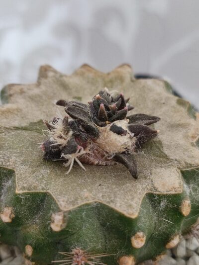 Ariocarpus trigonus horacekii