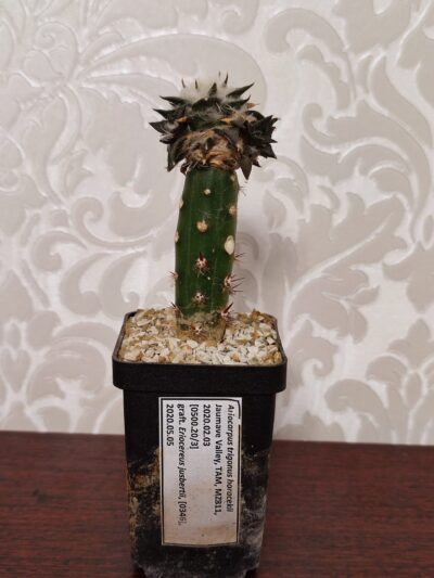Ariocarpus trigonus horacekii - Зображення 2