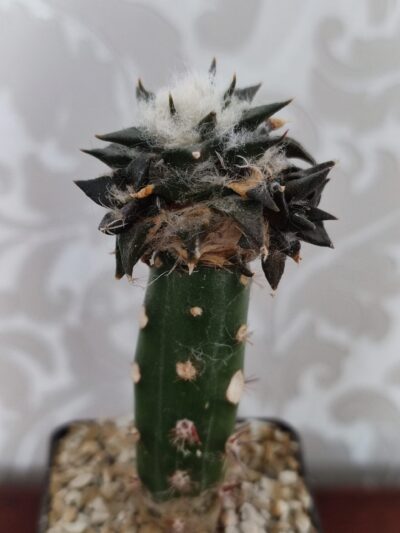 Ariocarpus trigonus horacekii - Зображення 3