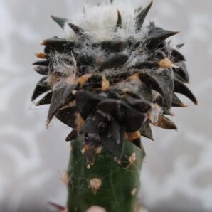 Ariocarpus trigonus horacekii