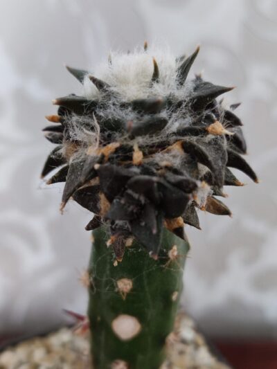 Ariocarpus trigonus horacekii