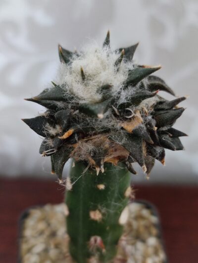 Ariocarpus trigonus horacekii - Зображення 5