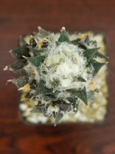 Ariocarpus trigonus horacekii - Зображення 6