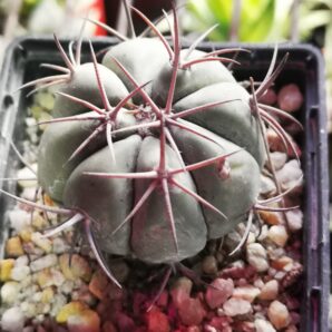 Echinocactus horizonthalonius