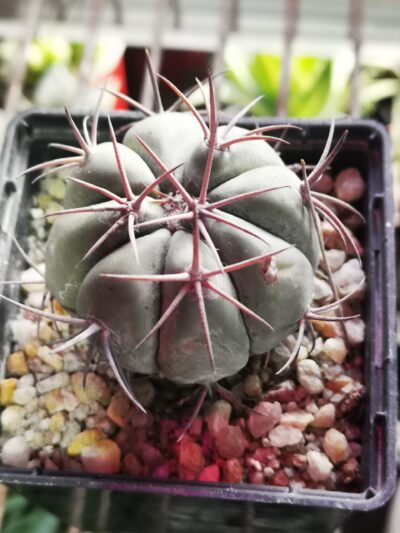 Echinocactus horizonthalonius