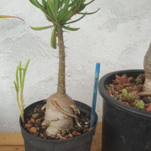 Pachypodium bispinosum | 78