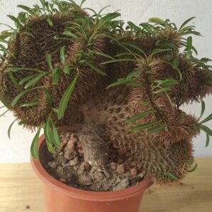 Pachypodium lamerei cristata | 83