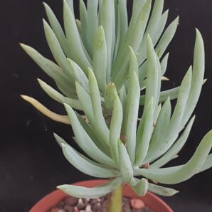 Senecio kilimanjaro