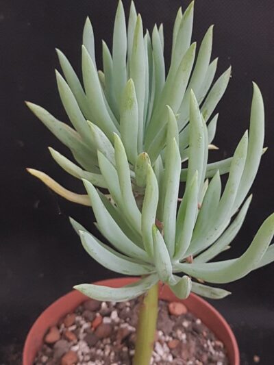 Senecio kilimanjaro