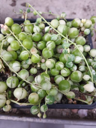 Senecio rowleyanus var. - Зображення 2