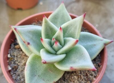ECHEVERIA agavoides "EBONY BLUE"