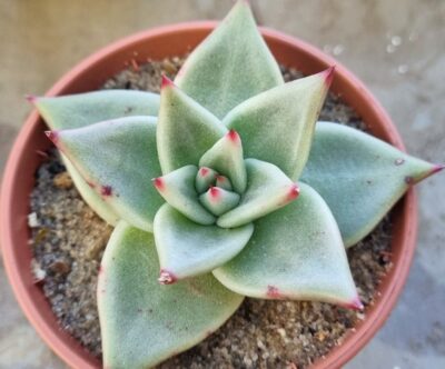 ECHEVERIA agavoides "EBONY BLUE" - Зображення 2