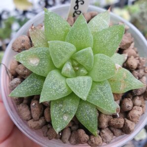 Haworthia turgida var.pallidifolia
