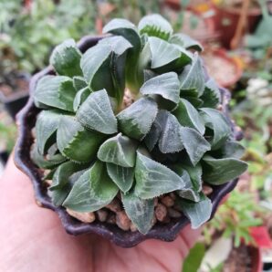 Haworthia pygmaea