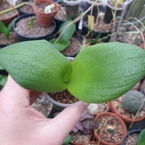 Massonia pustulata