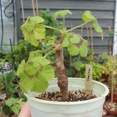 Pelargonium mutans