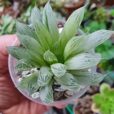 Haworthia cooperi variegata - Зображення 2