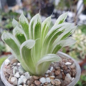 Haworthia cooperi variegata