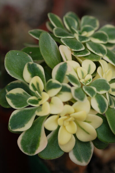 Aeonium domesticum var. - Зображення 2