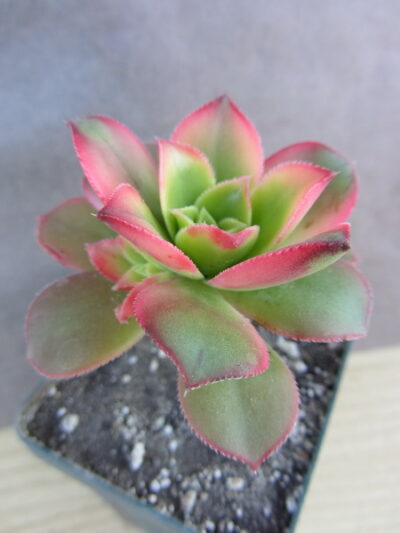 Aeonium Kiwi
